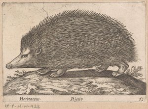 Egel
Herinaceus/ Riccio (título sobre o objecto)
Dieren en fabelwezens (título da série)
Nova raccolta de li animali più curiosi del mondo (título da série)
