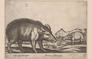 Ethiopisch varken
Sus Apthiopes/ Porco d