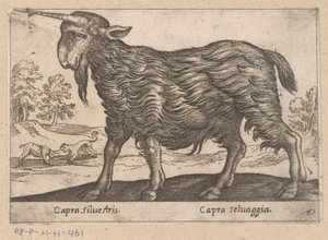 Geit met één hoorn
Capra Silvestris/ Capra Selvaggia (título sobre o objecto)
Dieren en fabelwezens (título da série)
Nova raccolta de li animali più curiosi del mondo (título da série) de Antonio Tempesta