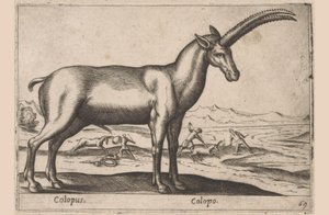 caprino Colopus/ Colopo (título no objeto) Dieren en fablewezens (título da série) Nova coleção dos animais mais curiosos do mundo (título da série) de Antonio Tempesta