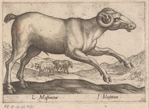 caprino L Mussimonae/ I Musimone (título no objeto) Dieren en fablewezens (título da série) Nova coleção dos animais mais curiosos do mundo (título da série) de Antonio Tempesta