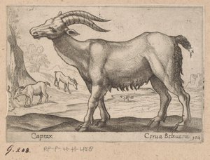 Gemas
Caprax/ Cerua Belzuaria (título sobre o objecto)
Dieren en fabelwezens (título da série)
Nova raccolta de li animali più curiosi del mondo (título da série) de Antonio Tempesta