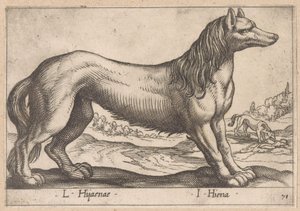 hiena L Hijanae/ I Hyena (título no objeto) Dieren en fabelwezens (título da série) Nova raccolta de li animali piu curiosi del mondo (título da série) de Antonio Tempesta