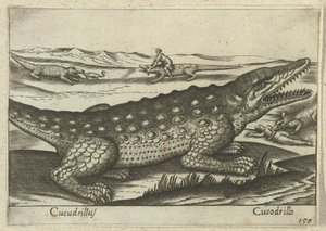 Krokodil
Cucudrillus/ Cucodrillo (título sobre o objecto)
Dieren en fabelwezens (título da série)
Nova raccolta de li animali più curiosi del mondo (título da série) de Antonio Tempesta