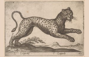 Leopardo L Leopardus/ I Leopardo (título no objeto) Dieren en fablewezens (título da série) Nova coleção dos animais mais curiosos do mundo (título da série) de Antonio Tempesta