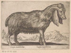 Mambrina geit
Capra mambrina/ Capra mambrina (título sobre o objecto)
Dieren en fabelwezens (título da série)
Nova raccolta de li animali più curiosi del mondo (título da série) de Antonio Tempesta