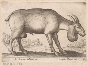 Mambrina geit
L Capra Mambrinae/ I Capra Mambrina (título sobre o objecto)
Dieren en fabelwezens (título da série)
Nova raccolta de li animali più curiosi del mondo (título da série) de Antonio Tempesta