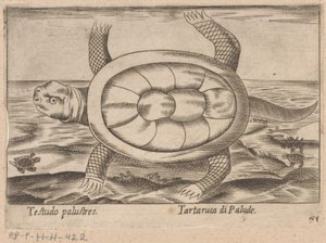 portugese de Antonio Tempesta