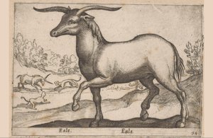 Cavalo com chifres Eale/Eale (título no objeto) Animais e criaturas míticas (título da série) Nova raccolta de li animali piu curiosi del mondo (título da série) de Antonio Tempesta