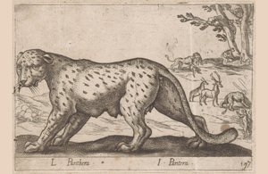 Pantera L Panthera/ I Panthera (título no objeto) Dieren en fablewezens (título da série) Nova coleção dos animais mais curiosos do mundo (título da série) de Antonio Tempesta
