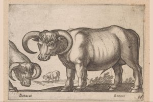 Runderen
Bonasus/ Bonaso (título sobre o objecto)
Dieren en fabelwezens (título da série)
Nova raccolta de li animali più curiosi del mondo (título da série) de Antonio Tempesta