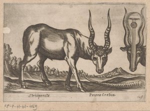 Dois antílopes Striciperote/Gado cretense (título no objeto) Dieren en fablewezens (título da série) Nova raccolta de li animali piu curiosi del mondo (título da série) de Antonio Tempesta