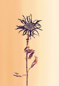  de Antonius Antonius