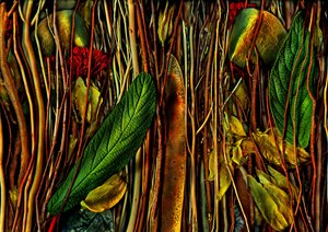  de Antonius Antonius