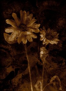  de Antonius Antonius