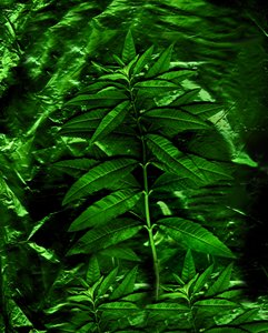  de Antonius Antonius