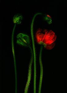  de Antonius Antonius