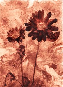  de Antonius Antonius