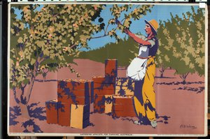 Colheita de alperces para conserva - Austrália (litografia a cores)