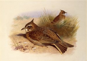 Uma cotovia com crista, pássaros britânicos de Archibald Thorburn