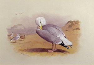 Uma gaivota de arenque numa praia com a rocha Bass Rock Beyond (aguarela) de Archibald Thorburn