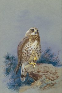 Um abutre de pernas ásperas de Archibald Thorburn