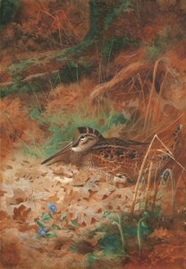 Uma galinhola e um pintinho em vegetação rasteira de Archibald Thorburn