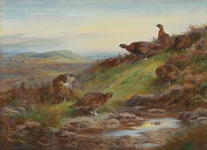 Um bando de perdizes vermelhos perto de uma nascente de Archibald Thorburn
