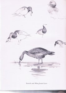 Barnacle e Gansos de Frente Branca, 1938 de Archibald Thorburn