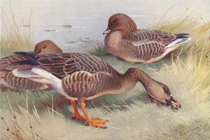 Ganso-feijão, ganso-de-pés-rosados (litografia a cores) de Archibald Thorburn