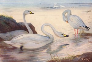 Cisne de Bewick, ganso-das-neves (litografia a cores) de Archibald Thorburn