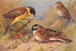 Bunting de cabeça preta, Corn-Bunting, Bunting rústico (litografia a cores) de Archibald Thorburn