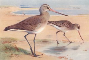 Maçarico de cauda preta (inverno), Maçarico de cauda de bar (inverno) (litografia a cores) de Archibald Thorburn