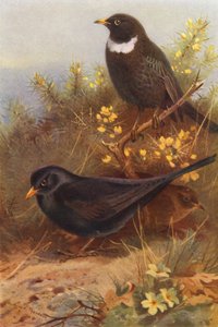 Pássaro preto (macho e fêmea), Anel-Ouzel (litografia a cores) de Archibald Thorburn