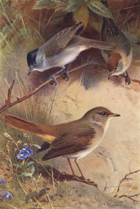 Toutinegra (macho e fêmea), Rouxinol (litografia a cores) de Archibald Thorburn
