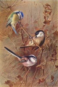 Chapim azul, chapim dos pântanos, chapim de cauda comprida (litografia a cores) de Archibald Thorburn