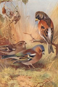 Tentilhão, tentilhão (macho e fêmea) (litografia a cores) de Archibald Thorburn