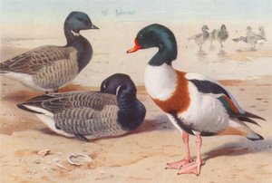 Ganso de Brent, Pato-real (litografia a cores) de Archibald Thorburn