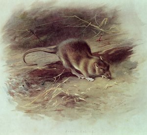 Rato-pardo (Rattus norvegicus) 1918 de Archibald Thorburn