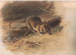 Rat Brown, de Thorburns Mammals publicado por Longmans and Co, c. 1920 de Archibald Thorburn