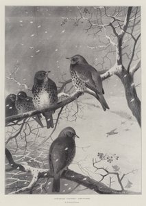 Visitantes De Natal, Fieldfares