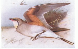 Pratincloe com colarinho, de aves das ilhas britânicas e seus ovos publicado por Frederick Warne & Co Ltd, 1958