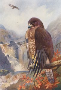 Abutre-comum (litografia a cores) de Archibald Thorburn