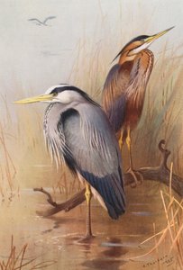 Garça-real, Garça-vermelha (litografia a cores) de Archibald Thorburn