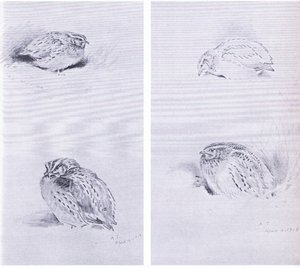 Common Partridge and Quail, pub. por Book Club Associates de Archibald Thorburn