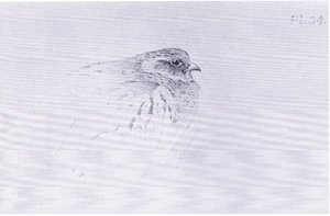 Partridge comum, pub. por Book Club Associates de Archibald Thorburn