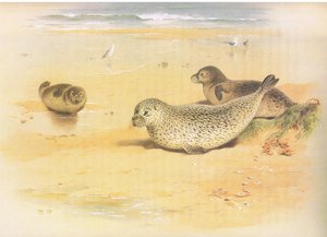 Seal comum, de Thorburns Mammals publicado por Longmans e Co, c. 1920 de Archibald Thorburn