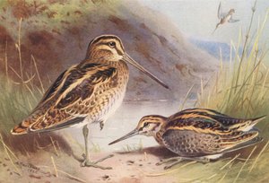 Narceja-comum, Narceja-preta (litografia a cores) de Archibald Thorburn