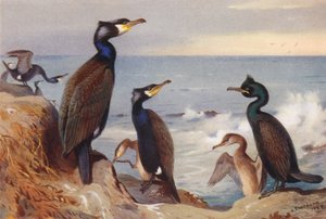 Cormorão (adulto e imaturo), Shag (adulto e imaturo) (litografia a cores) de Archibald Thorburn
