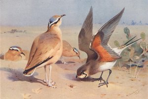 Courser de cor creme, Pratincole (litografia a cores) de Archibald Thorburn